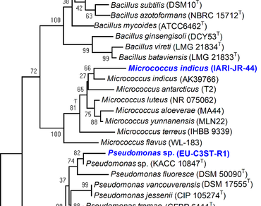 Effect of indigenous mineral availing microbial consortia and cattle manure combination for growth of maize (Zea mays L.) 