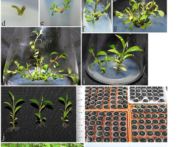 n                     Adinandra griffithiin                  , Endemic, In vitro, Shoot proliferation, Ex situ conservation