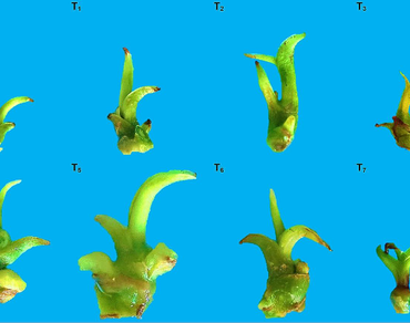 Micropropagation of Vanilla planifolia Jacks. RH330 genotypes resistant to Fusarium oxysporum f. sp. vanillae in double-phase culture 