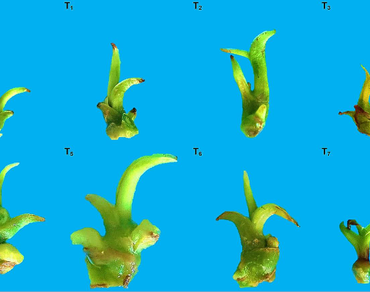 Elongation, Rooting, Phenolization, Hyperhydricity, Gibberellic acid