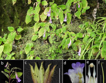 New records, Flora of India, Gesneriaceae, n                     Henckelian                  , Arunachal Pradesh