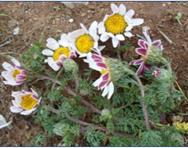 n                     Anacyclus pyrethrumn                  , HPLC-UV/SM, Polyphenols, Flavonoids, Biologicalactivity