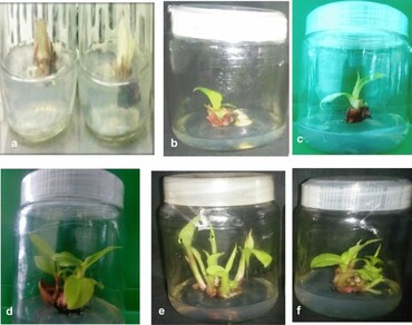 n                     Musa acuminaten                  , Wild species, Micropropagation, Murashige and skoog medium, 6-Benzyl amino purine (BAP), Indole-3-butyric acid, Hardening