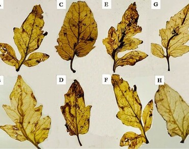 Enzymes, Wilt, Tomato, Pipecolic acid, ROS