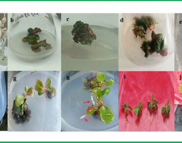 Conservation, Endemic medicinal plants, HPLC, Plant growth regulators, Secondary metabolites