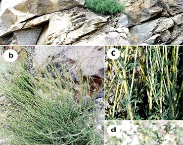 Bassia prostrata, Morphology, Rare species, Distribution, nrDNA ITS phylogeny, Gilgit-Baltistan Pakistan