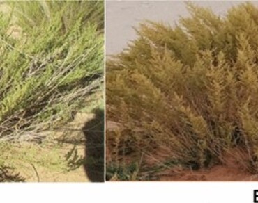 n              Asteraceaen            , n                     Artemisia campestris L.n                  , Methanolic extracts, HPLC, Antibacterial activity, Antioxidant activity, Different developmental stages