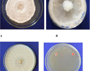 Rhizome rot, Molecular characterization, Pathogen complex