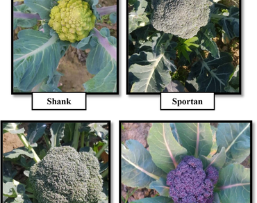 Comparative study on growth and productivity in broccoli cultivars with boron and manganese micronutrients in the subtropical region