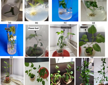 n                     Solanum nigrum L., Plant tissue culture, Plant regeneration, In vitro flowering etc.