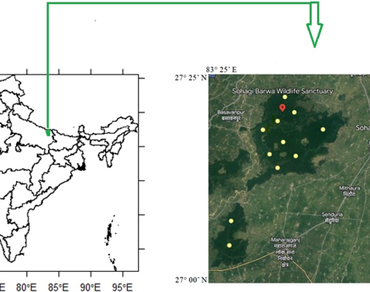 Assessment of plant diversity in sal forest of north Gorakhpur forest division, India