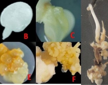 n                     Carica papayan                  , Plant hormones, Seed germination, In vitro plant regeneration, Somatic embryogenesis