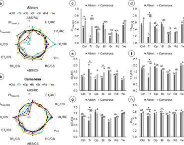 Chlorophyll a fluorescence, n                     Fragaria x ananassa Duch., Light quality, Photochemical efficiency