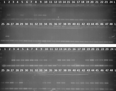 CMS-S cytoplasm, Genotypes, Markers, Male sterile, MAS, n                     orf725
