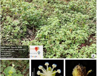n                     Croton glandulosus var. hirtusn                  , Euphorbiaceae, Invasive, New record, Sustainable management