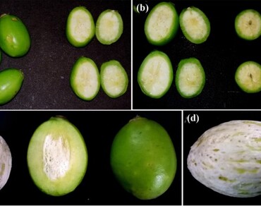 Fruit developmental stages, Heath protective attributes, Nutritive value, S. pinnata (L. f.) Kurz.