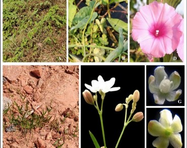 Convolvulaceae, Eastern Ghats, Ganjam, Gajapati, Mahendragiri hills, Molluginaceae