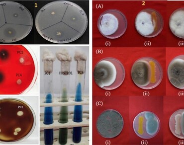 Colony-forming unit, PGPR, SEM, nSiO2n