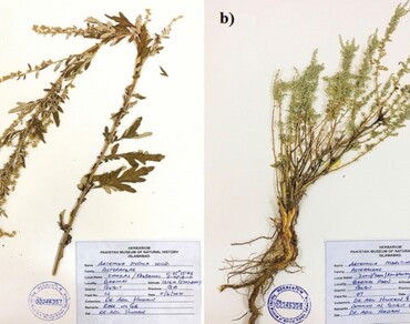 n                     Artemisia indican                  , n                     Artemisia maritiman                  , Biological activities, Giligt-Baltistan Pakistan, Solvent extraction, TPC and TFC