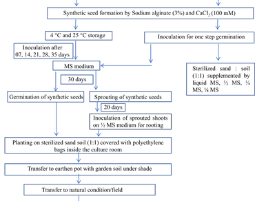 In vitro node, High performance Thin layer chromatography (HPTLC), In vivo node, Lawsone, Synthetic seed