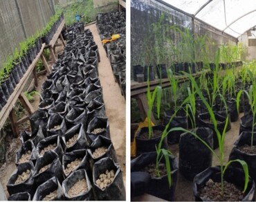Maize, Drought, Osmolytes, Antioxidant, Photosynthetic attributes
