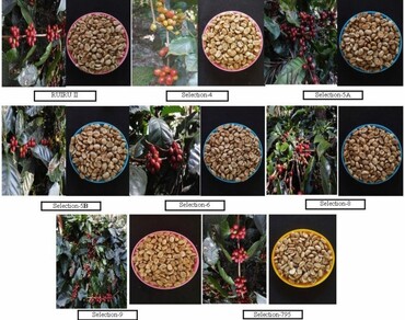 Antioxidants, Food value, Coffee, Nutritional profiling, Caffeine