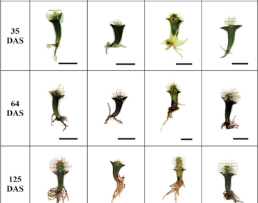 Micropropagation, LED, Photomorphogenesis, Conservation, Cactaceae