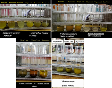 Phytochemicals, Secondary Metabolite Medicinal plants, Drugs, Therauptic, Kalindi College, Alkaloid, Tannin, Saponin, Sterol, Flavanoid, Glycoside, Terpenoid