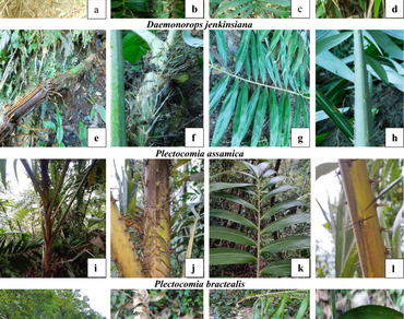 Morpho-anatomical and physical properties of some Rattan species of Arunachal Pradesh, India