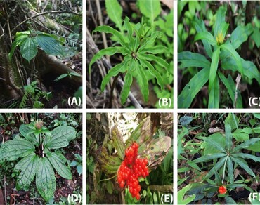 n                     Paris polyphylla Sm., Population density, Regeneration potential, Arunachal Himalaya, Conservation