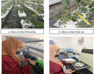 Fertigation levels, Growth, Hydroponics, Soilless media, Yield