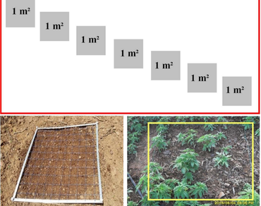 n                     Cannabis sativan                  , Cultivars, Biomass, Production, Resin by-products