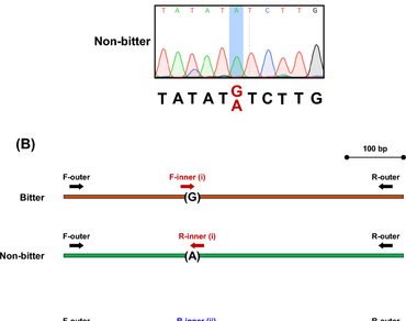 Bitterness, Codominant marker, Cucumber, Heterozygous genotype, Single-nucleotide polymorphism (SNP), Tetra-primer ARMS-PCR