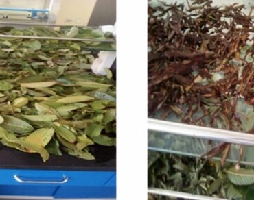 Antifungal activities, n                     F. oxysporumn                  , Minimum Inhibitory concentration (MIC), n                     P. guajavan                  , Tomato wilt