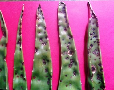 n                     Aloe veran                  , Leaf spot, n                     Alternaria alternatan
