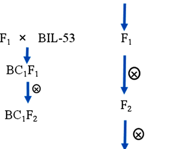 BC1F2n                  , Disease, F3n                  , Kurtosis, Resistance, Watermelon, Skewness