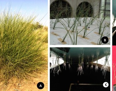 Optimization of adventitious root induction from stem cuttings of medicinally important Leptadenia species through aeroponics for mass clonal propagation