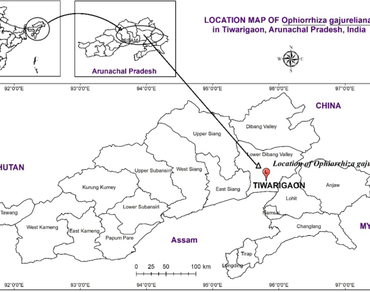 n                     Ophiorrhizan                  , Critically endangered, Arunachal Pradesh