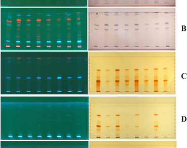 n                     Holarrhena pubescensn                  , Phytochemistry, HPTLC, Chemical profiling
