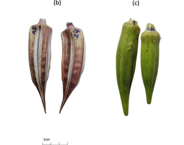 Okra, Accessions (genotypes), Agro-morphological, Mineral composition, Fiber