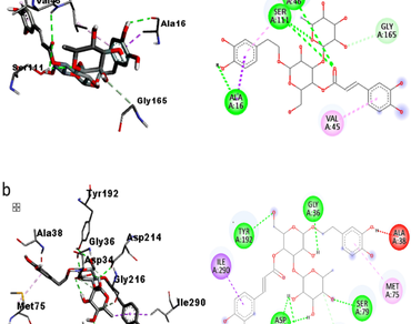 n                     Acanthus montanus (Nees) T. Anderson, Acanthaceae, Mountain thistle plant, Whole plant, Verbascoside, Antiplasmodial