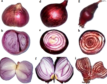 FTIR spectroscopy and multivariate analysis for differentiating Allium and Eleutherine species as spices and medicinal plants