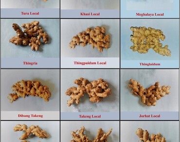 Ginger germplasm, Genetic diversity, Correlations, Genetic variability, Rhizome yield
