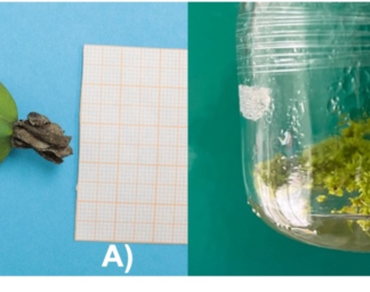 Effect of lighting spectrums in the induction of PLBs in Prosthechea fragans (Sw.) W.E. Higgins (Orchidaceae)
