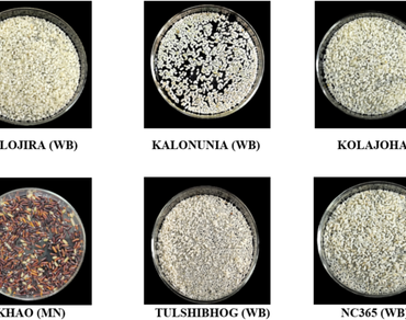 Aromatic rice, Physical properties, Cooking quality, Phenol, Antioxidant activity