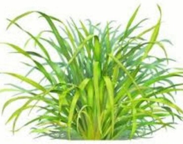Lemongrass, Saline irrigation water, Banana fruit residue, Mass production, Chemical contents