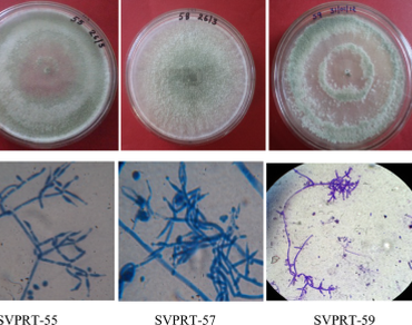 n                     Trichoderma harzianumn                  , Morphological, Antagonistic activity, ITS-rRNA, Phylogenetic analysis, n                     Fusarium oxysporumn