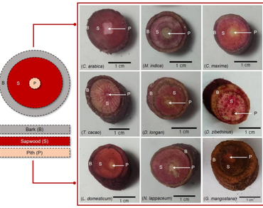 Sapwood area estimation, Allometric models, Wood anatomy, Tropical crops, Vessel characteristic