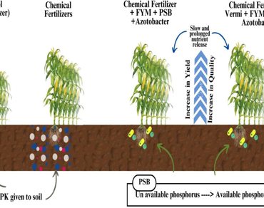 Baby corn, FYM, Vermicompost, Integrated nutrient management, Spacing, Bio-fertilizer