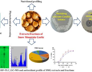 Snow mountain garlic, Anti-candida activity, Antioxidant, Normal garlic, Phytocompounds profile